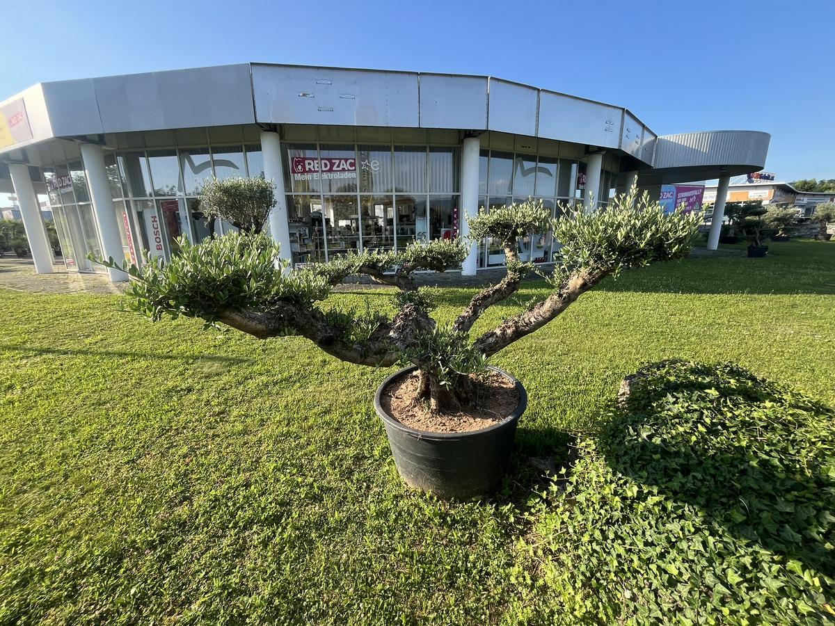 Olive Pon Pon, Herkunft Spanien, Breite 300 cm, Höhe 160 cm